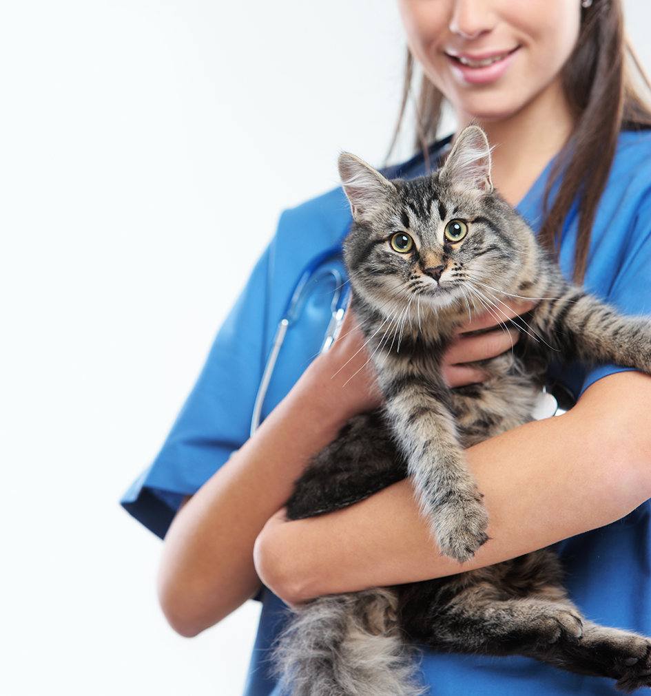 Dierenarts met kat tijdens consult