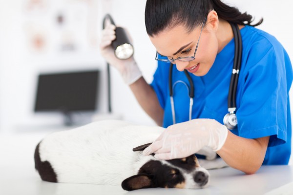 Dierenarts onderzoekt hond in de kliniek